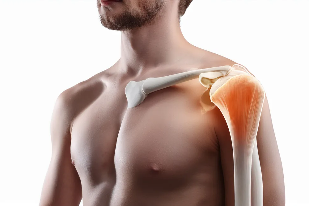 Représentation anatomique de l’épaule (os et muscles) sur un torse