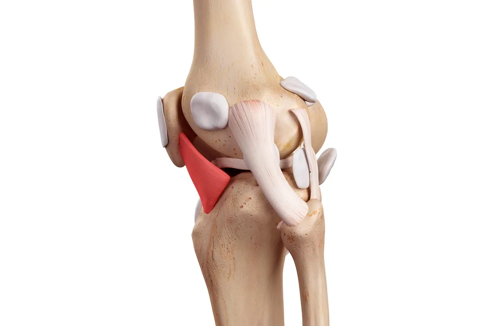 Représentation anatomique du genou montrant les ligaments et les os