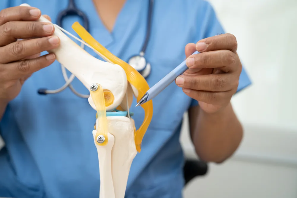 Modèle anatomique du genou et de ses ligaments présenté par un soignant